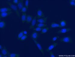 EIF4B Rabbit anti-Human, Mouse, Rat, Polyclonal, Proteintech:Antibodies:Primary