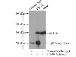 EIF4B Rabbit anti-Human, Mouse, Rat, Polyclonal, Proteintech:Antibodies:Primary