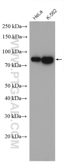 EIF4B Rabbit anti-Human, Mouse, Rat, Polyclonal, Proteintech:Antibodies:Primary