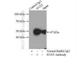 SNX5 Rabbit anti-Human, Mouse, Rat, Polyclonal, Proteintech 150 &mu;L;