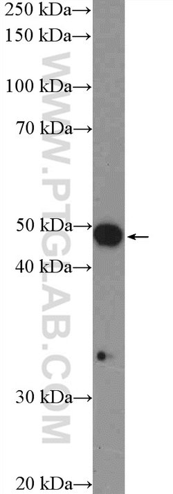 SNX5 Rabbit anti-Human, Mouse, Rat, Polyclonal, Proteintech 150 &mu;L;