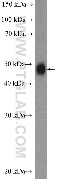 SNX5 Rabbit anti-Human, Mouse, Rat, Polyclonal, Proteintech 150 &mu;L;