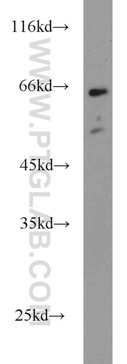 TUB Rabbit anti-Human, Mouse, Rat, Polyclonal, Proteintech 150 &mu;L; Unconjugated:Antibodies,