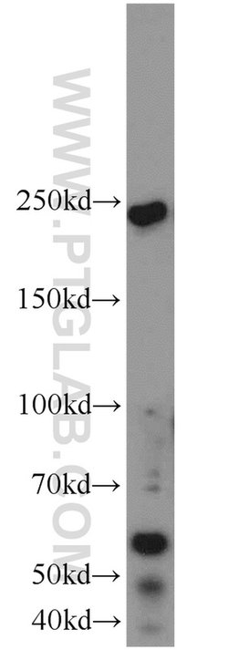 TUB Rabbit anti-Human, Mouse, Rat, Polyclonal, Proteintech 150 &mu;L; Unconjugated:Antibodies,