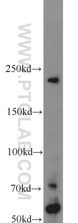 TUB Rabbit anti-Human, Mouse, Rat, Polyclonal, Proteintech 150 &mu;L; Unconjugated:Antibodies,