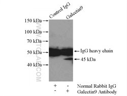 Galectin 9 Rabbit anti-Human, Polyclonal, Proteintech:Antibodies:Primary