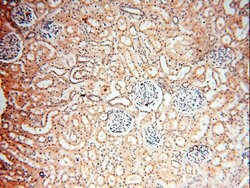 GPR177 Rabbit anti-Human, Mouse, Rat, Polyclonal, Proteintech:Antibodies:Primary