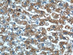GPR177 Rabbit anti-Human, Mouse, Rat, Polyclonal, Proteintech:Antibodies:Primary