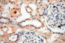 GPR177 Rabbit anti-Human, Mouse, Rat, Polyclonal, Proteintech:Antibodies:Primary