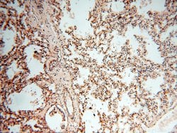 GPR177 Rabbit anti-Human, Mouse, Rat, Polyclonal, Proteintech:Antibodies:Primary