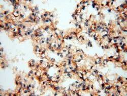 GPR177 Rabbit anti-Human, Mouse, Rat, Polyclonal, Proteintech:Antibodies:Primary