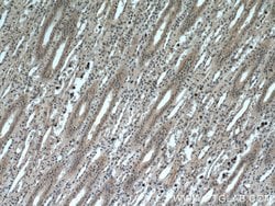 GPR177 Rabbit anti-Human, Mouse, Rat, Polyclonal, Proteintech:Antibodies:Primary