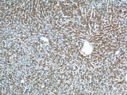 GPR177 Rabbit anti-Human, Mouse, Rat, Polyclonal, Proteintech:Antibodies:Primary