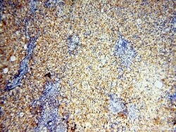 GPR177 Rabbit anti-Human, Mouse, Rat, Polyclonal, Proteintech:Antibodies:Primary