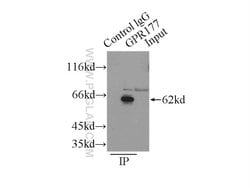 GPR177 Rabbit anti-Human, Mouse, Rat, Polyclonal, Proteintech:Antibodies:Primary