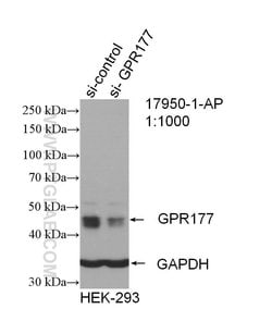 GPR177 Rabbit anti-Human, Mouse, Rat, Polyclonal, Proteintech:Antibodies:Primary