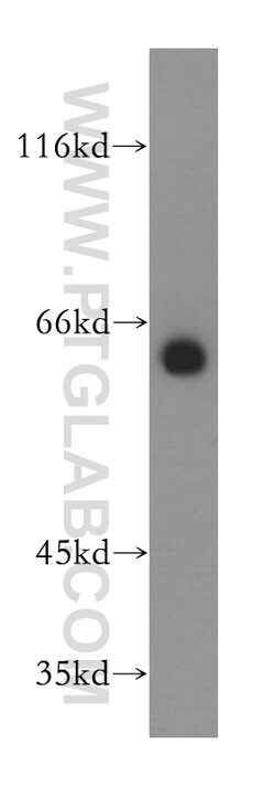 GPR177 Rabbit anti-Human, Mouse, Rat, Polyclonal, Proteintech:Antibodies:Primary