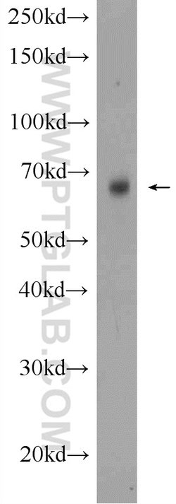 GPR177 Rabbit anti-Human, Mouse, Rat, Polyclonal, Proteintech:Antibodies:Primary