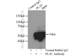 uPA Rabbit anti-Human, Mouse, Rat, Polyclonal, Proteintech:Anticorps:Anticorps