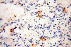 uPA Rabbit anti-Human, Mouse, Rat, Polyclonal, Proteintech:Anticorps:Anticorps