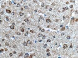 GPR75 Rabbit anti-Human, Mouse, Polyclonal, Proteintech:Antibodies:Primary