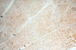 BPHL Rabbit anti-Human, Mouse, Rat, Polyclonal, Proteintech 150 &mu;L;
