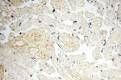 BPHL Rabbit anti-Human, Mouse, Rat, Polyclonal, Proteintech 150 &mu;L;