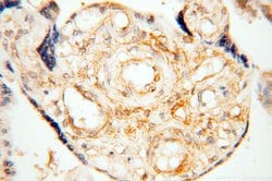 BPHL Rabbit anti-Human, Mouse, Rat, Polyclonal, Proteintech 150 &mu;L;