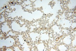 BPHL Rabbit anti-Human, Mouse, Rat, Polyclonal, Proteintech 150 &mu;L;
