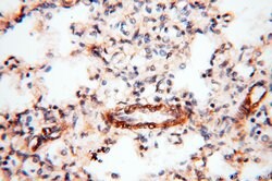 BPHL Rabbit anti-Human, Mouse, Rat, Polyclonal, Proteintech 150 &mu;L;
