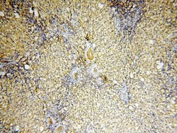 BPHL Rabbit anti-Human, Mouse, Rat, Polyclonal, Proteintech 150 &mu;L;