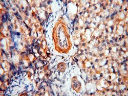 BPHL Rabbit anti-Human, Mouse, Rat, Polyclonal, Proteintech 150 &mu;L;