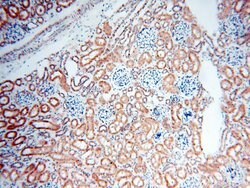BPHL Rabbit anti-Human, Mouse, Rat, Polyclonal, Proteintech 150 &mu;L;