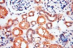 BPHL Rabbit anti-Human, Mouse, Rat, Polyclonal, Proteintech 150 &mu;L;
