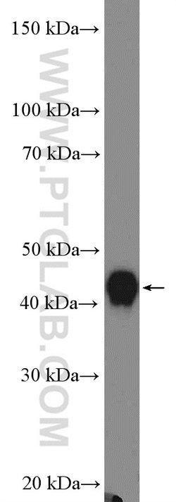 APOA4 Rabbit anti-Human, Mouse, Rat, Polyclonal, Proteintech:Antibodies:Primary
