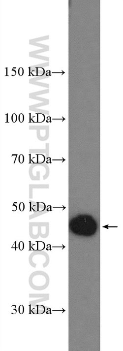 APOA4 Rabbit anti-Human, Mouse, Rat, Polyclonal, Proteintech:Antibodies:Primary