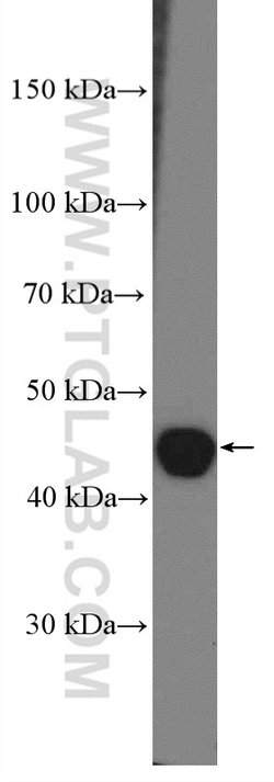 APOA4 Rabbit anti-Human, Mouse, Rat, Polyclonal, Proteintech:Antibodies:Primary