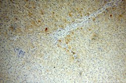 APOA4 Rabbit anti-Human, Mouse, Rat, Polyclonal, Proteintech:Antibodies:Primary