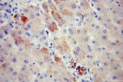 APOA4 Rabbit anti-Human, Mouse, Rat, Polyclonal, Proteintech:Antibodies:Primary