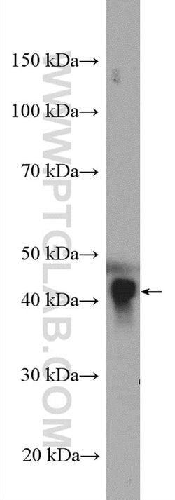 APOA4 Rabbit anti-Human, Mouse, Rat, Polyclonal, Proteintech:Antibodies:Primary