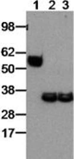 Invitrogen Goat anti-Rat IgG (H+L) Secondary Antibody, HRP, eBioscience