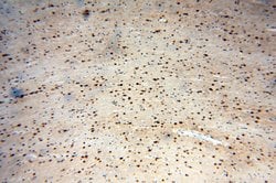 ICA1L Rabbit anti-Human, Mouse, Rat, Polyclonal, Proteintech 150 &mu;L;