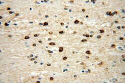 ICA1L Rabbit anti-Human, Mouse, Rat, Polyclonal, Proteintech 150 &mu;L;