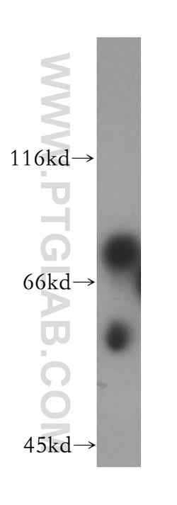 ICA1L Rabbit anti-Human, Mouse, Rat, Polyclonal, Proteintech 150 &mu;L;