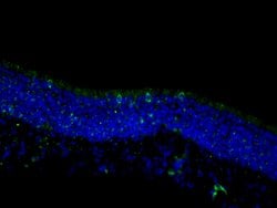 TRPM5 Rabbit anti-Human, Mouse, Rat, Polyclonal, Proteintech 150 &mu;L;