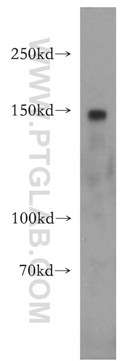 CGNL1 Rabbit anti-Human, Mouse, Polyclonal, Proteintech 150 &mu;L; Unconjugated:Antibodies,