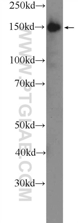 CGNL1 Rabbit anti-Human, Mouse, Polyclonal, Proteintech 150 &mu;L; Unconjugated:Antibodies,