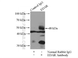 EDAR Rabbit anti-Human, Polyclonal, Proteintech:Antibodies:Primary Antibodies