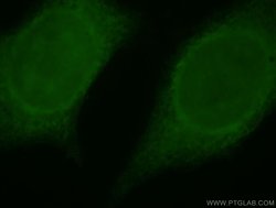 SERPINB13 Rabbit anti-Human, Mouse, Rat, Polyclonal, Proteintech:Antibodies:Primary
