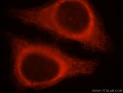 SERPINB13 Rabbit anti-Human, Mouse, Rat, Polyclonal, Proteintech:Antibodies:Primary